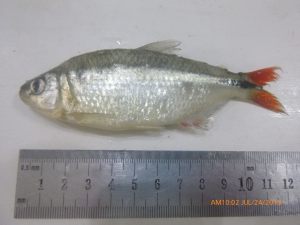 Astyanax fasciatus (2)